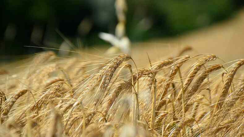 Рост посевных площадей пшеницы в Казахстане